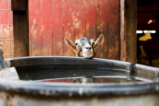 a goat peeking its head over a tub of water