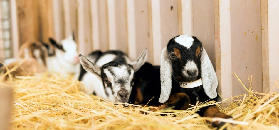 Baby goats cuddled in a pile of hay