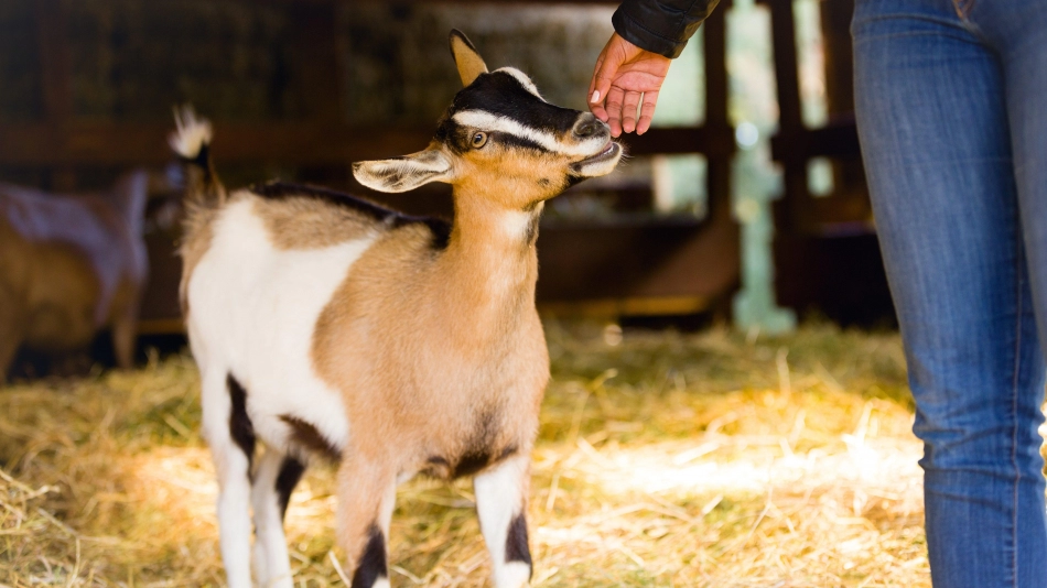 A goat smelling a woman's hand