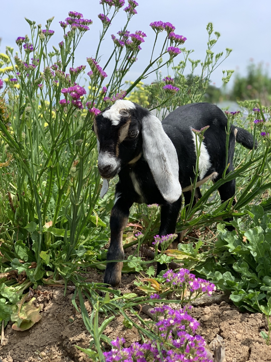 a baby goat walking through a flower garden