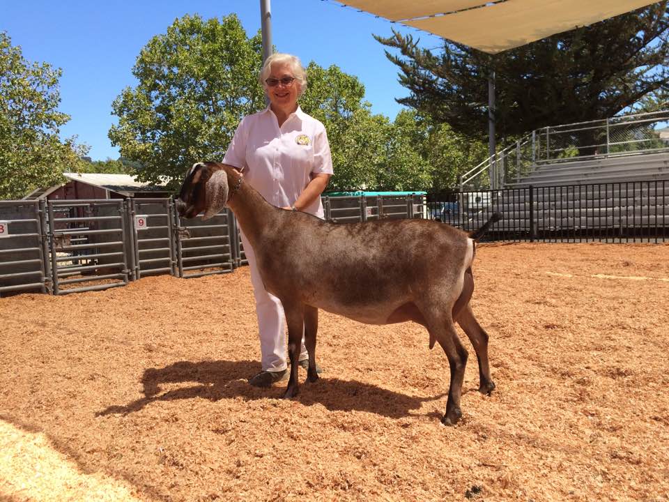 What Makes A Winning Dairy Goat? Redwood Hill Farm
