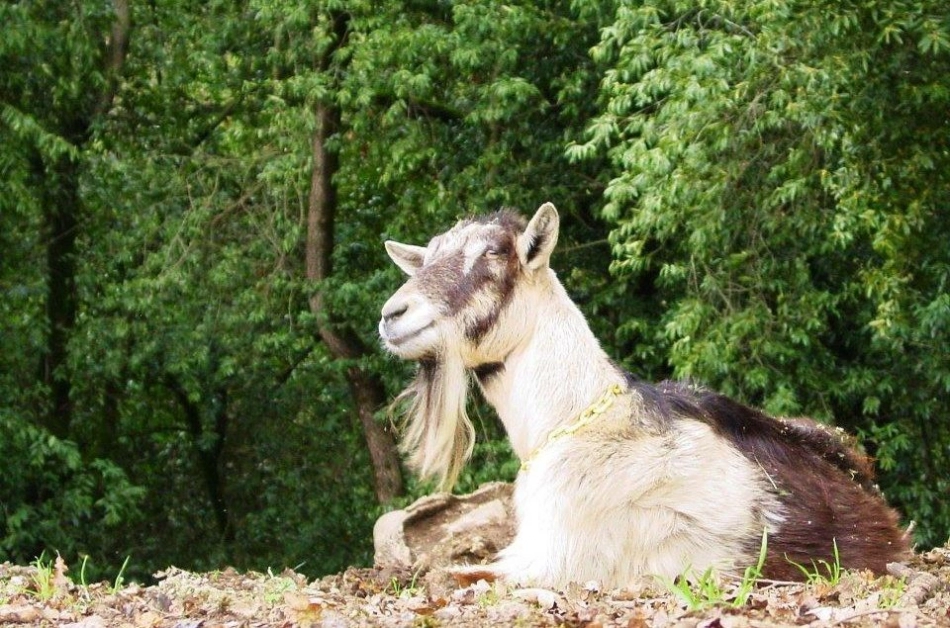 a goat laying down in a pile of leaves