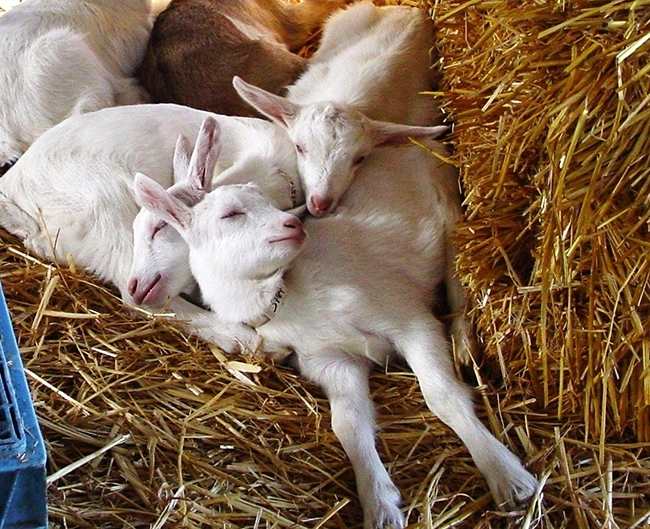 Go for the Goat The “Other” White Milk Redwood Hill Farm