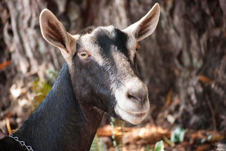profile of a goat standing in front of a tree