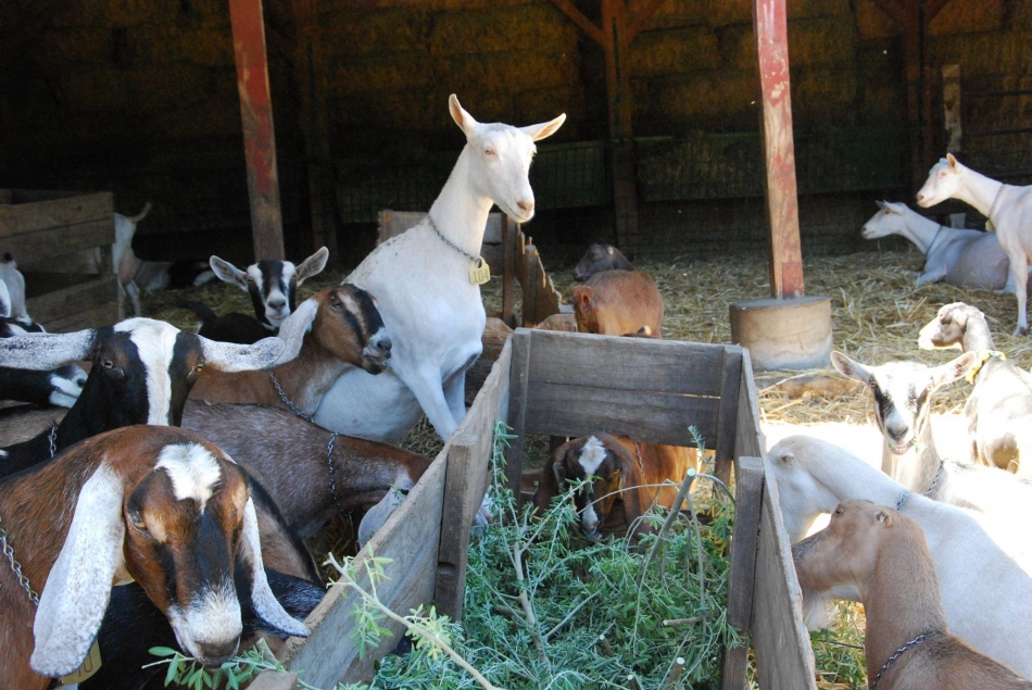 Goats getting excited about being fed