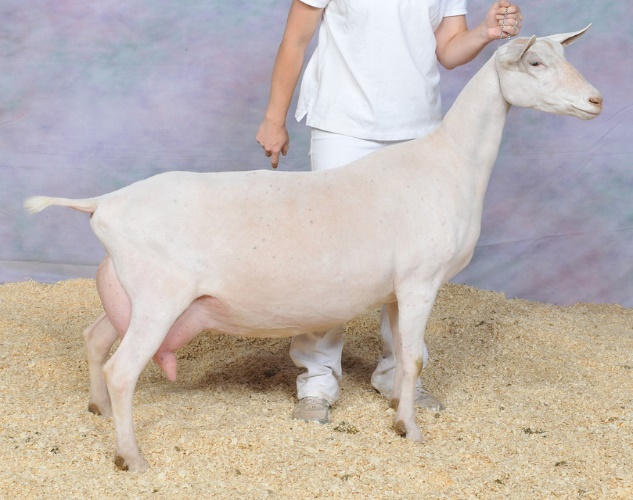 What Makes A Winning Dairy Goat? Redwood Hill Farm