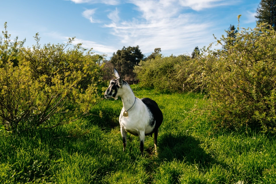Sustainable Dairy Redwood Hill Farm