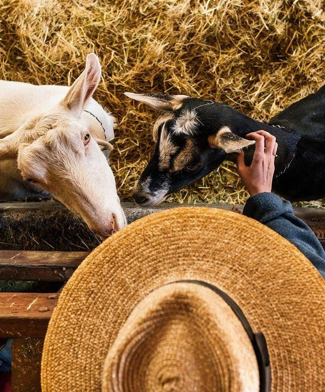 person in a hat petting two goats over a fence