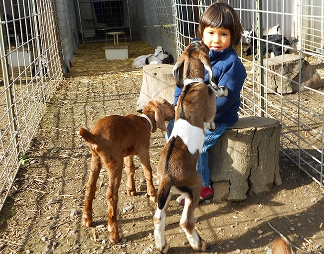 What Makes A Winning Dairy Goat? Redwood Hill Farm