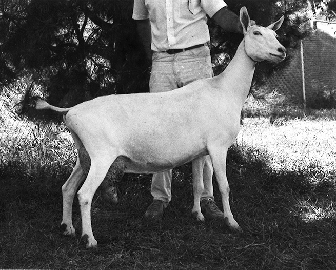 History of The Saanen Dairy Goat from Switzerland Redwood Hill Farm