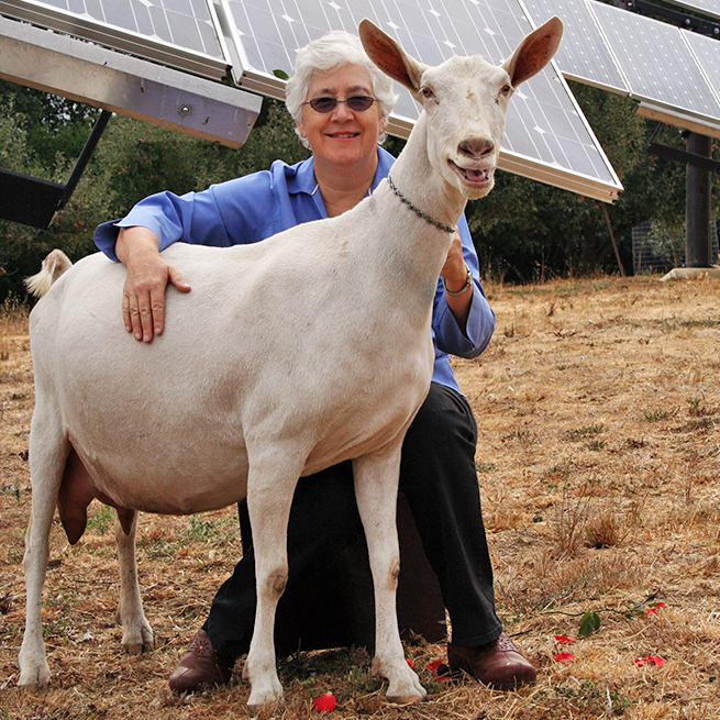 History of The Saanen Dairy Goat from Switzerland Redwood Hill Farm